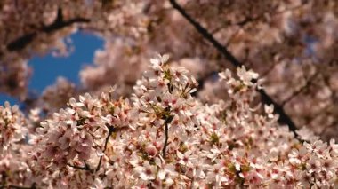 Bahçede çiçek açan ağaçlar. Seçici odaklanma. Doğa.