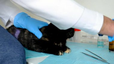 Veteriner klinikte bir kediyi tedavi ediyor. Seçici odaklanma. Hayvanlar.