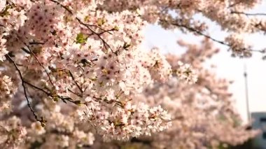 Bahçede çiçek açan ağaçlar. Seçici odaklanma. Doğa.