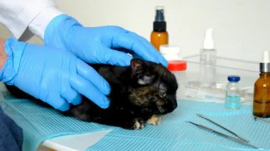 Veteriner klinikte bir kediyi tedavi ediyor. Seçici odaklanma. Hayvanlar.