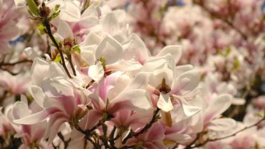 Magnolia bahçede çiçek açıyor. Seçici odaklanma. Doğa.