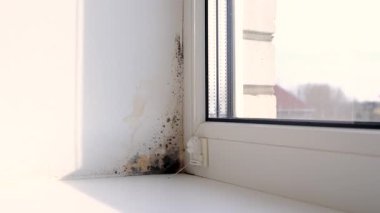 Küf, penceredeki yamacı yuttu. Seçici odaklanma. Doğa.