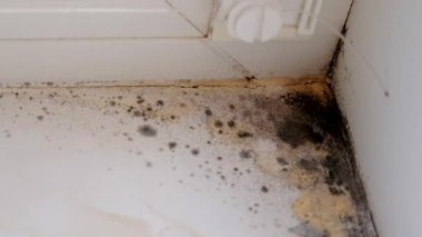 Küf, penceredeki yamacı yuttu. Seçici odaklanma. Doğa.