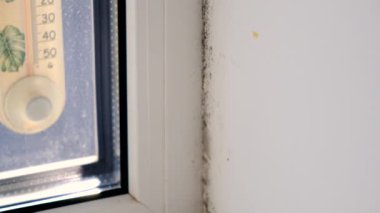 Küf, penceredeki yamacı yuttu. Seçici odaklanma. Doğa.