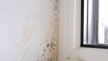 Küf, penceredeki yamacı yuttu. Seçici odaklanma. Doğa.