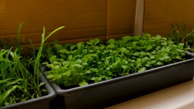 Pencerede fidanlar yetişiyor. Seçici odaklanma. Doğa.