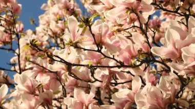 Magnolia bahçede çiçek açıyor. Seçici odaklanma. Doğa.