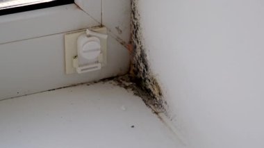 Küf, penceredeki yamacı yuttu. Seçici odaklanma. Doğa.