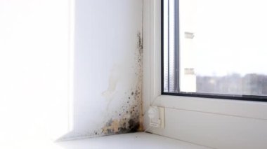 Küf, penceredeki yamacı yuttu. Seçici odaklanma. Doğa.