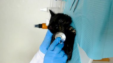 Veteriner klinikte bir kediyi tedavi ediyor. Seçici odaklanma. Hayvanlar.