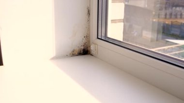 Küf, penceredeki yamacı yuttu. Seçici odaklanma. Doğa.