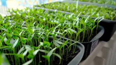 Pencerede fidanlar yetişiyor. Seçici odaklanma. Doğa.