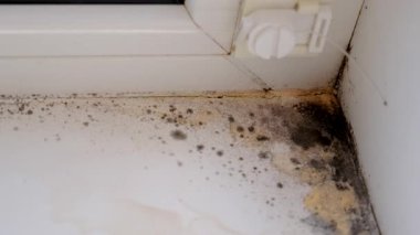 Küf, penceredeki yamacı yuttu. Seçici odaklanma. Doğa.