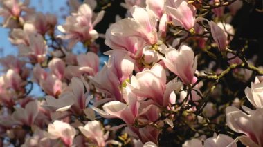 Magnolia bahçede çiçek açıyor. Seçici odaklanma. Doğa.