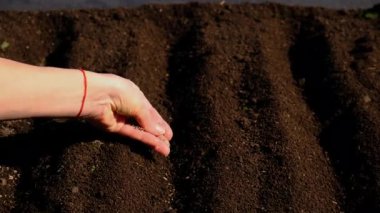 Bahçeye bitki ekin. Seçici odaklanma. Doğa.