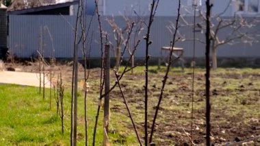 İlkbaharda ağaçlar böcek ilaçlama kontrolü yapar. Seçici odaklanma. Doğa.