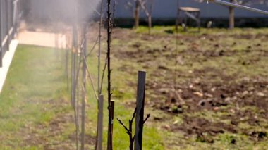 İlkbaharda ağaçlar böcek ilaçlama kontrolü yapar. Seçici odaklanma. Doğa.