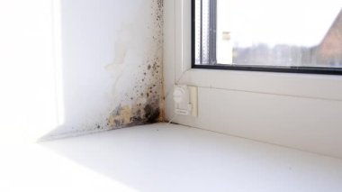 Küf, penceredeki yamacı yuttu. Seçici odaklanma. Doğa.