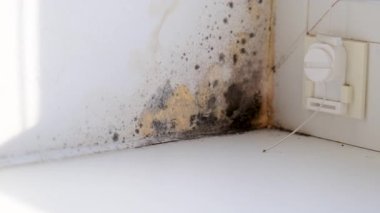 Küf, penceredeki yamacı yuttu. Seçici odaklanma. Doğa.