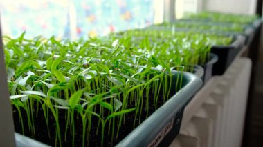 Pencerede fidanlar yetişiyor. Seçici odaklanma. Doğa.