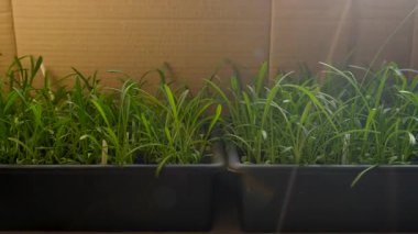 Pencerede fidanlar yetişiyor. Seçici odaklanma. Doğa.