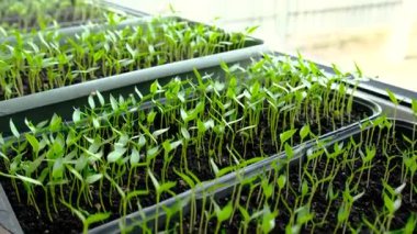 Pencerede fidanlar yetişiyor. Seçici odaklanma. Doğa.