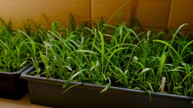 Pencerede fidanlar yetişiyor. Seçici odaklanma. Doğa.