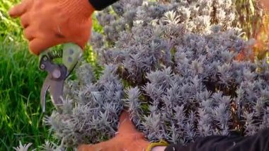 Bahçıvan lavanta çalılarını buduyor. Seçici odaklanma. Doğa.