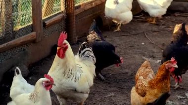 Tavuklar ve bir horoz kümeste. Seçici odaklanma. hayvan.