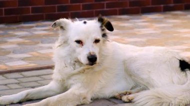 Sokaktaki üzgün evsiz köpek. Seçici odaklanma. hayvan.
