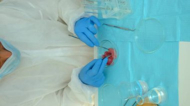 Laboratuvarda yiyecek araştırması. Seçici odaklanma. Doğa.
