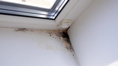 Küf, penceredeki yamacı yuttu. Seçici odaklanma. Doğa.