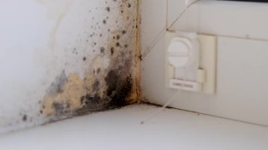 Küf, penceredeki yamacı yuttu. Seçici odaklanma. Doğa.