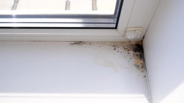 Küf, penceredeki yamacı yuttu. Seçici odaklanma. Doğa.