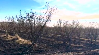 Fındık bahçesindeki ağaçlar. Seçici odaklanma. Doğa.