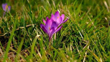 Crocus 'lar ilkbaharda çiçek açar. Seçici odaklanma. Doğa.