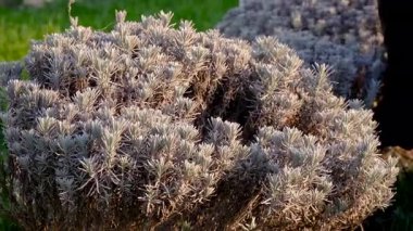 Bahçıvan lavanta çalılarını buduyor. Seçici odaklanma. Doğa.