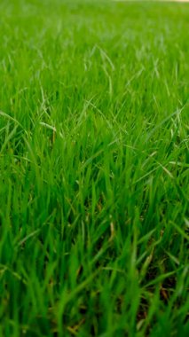 Bahçede çimenlik alan. Seçici odaklanma. Doğa.