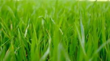 Bahçede çimenlik alan. Seçici odaklanma. Doğa.