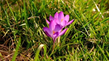 Crocus 'lar ilkbaharda çiçek açar. Seçici odaklanma. Doğa.