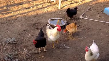 Tavuklar ve bir horoz kümeste. Seçici odaklanma. hayvan.