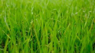 Bahçede çimenlik alan. Seçici odaklanma. Doğa.