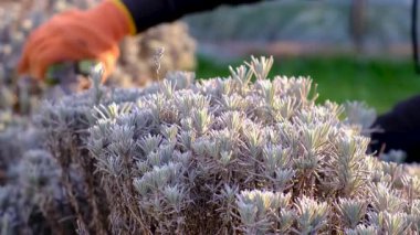 Bahçıvan lavanta çalılarını buduyor. Seçici odaklanma. Doğa.