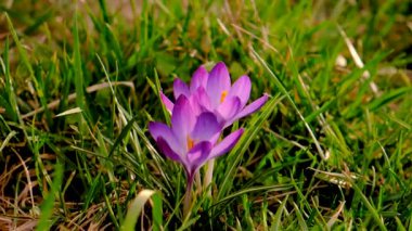 Crocus 'lar ilkbaharda çiçek açar. Seçici odaklanma. Doğa.