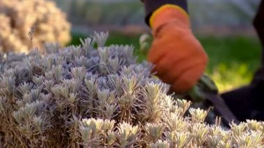 Bahçıvan lavanta çalılarını buduyor. Seçici odaklanma. Doğa.