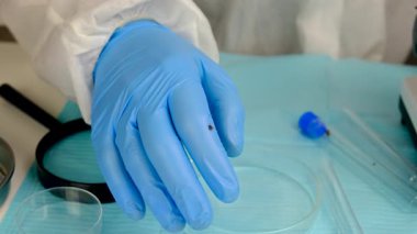 Laboratuvardaki test tüpüne tik tak. Seçici odaklanma. Doğa.