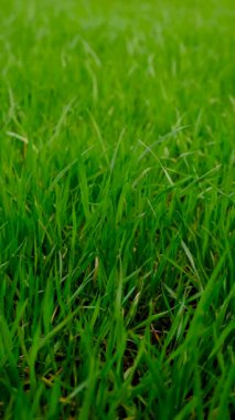 Bahçede çimenlik alan. Seçici odaklanma. Doğa.