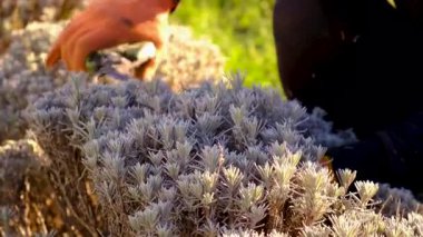 Bahçıvan lavanta çalılarını buduyor. Seçici odaklanma. Doğa.