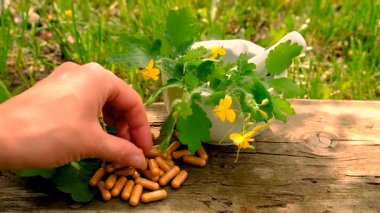 Şifalı bitkisel selandin özü ve diyet takviyeleri. Seçici odaklanma. Doğa.