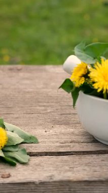 Karahindiba özü ve homeopatik takviyeler. Seçici odaklanma. Doğa.